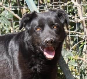 HOMER, cerca adozione con urgenza - Carbonate (CO) Foto 2